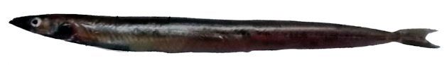Gymnammodytes semisquamatus_04.jpg